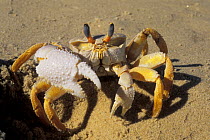 Ghost crab (Ocypode sp.) on beach, Madagascar