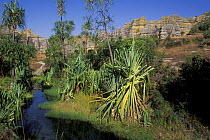 Small oasis in Isalo NP, Madagascar