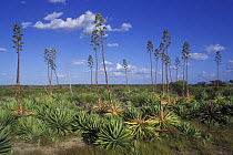 Sisal (Agave sp.) field with plants flowering, South Madagascar