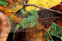 Skeleton of a dead Canarium (Burseraceae) leaf on the ground, tropical rainforest, Masoala NP, Madagascar