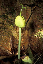 Young Canarium (Burseraceae) shoot, tropical rainforest, Masoala NP, Madagascar