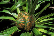 Pandanus fruit in tropical dry forest, Ankarana Special Reserve, Madagascar
