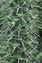 Close-up of octopus tree (Didierea trolli), Spiny Forest / Thicket, Madagascar