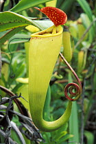 Madagascar pitcher plant (Nepenthes madagascariensis), Madagascar