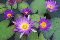 Water lilies in bloom, Northern Dry Forest, Madagascar