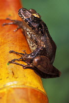 Tree frog on stem, tropical rainforest, Montagne d'Ambre NP, Madagascar