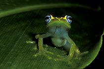 Endemic frog (Mantidactylus liber) on leaf in rainforest, Andasibe Mantadia NP, Madagascar