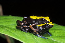 Mantella frog (Mantella laevigata) pair mating, tropical rainforest, Nosy Mangabe NP, Madagascar