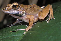 Mantidactylus frog in tropical rainforest, Nosy Mangabe NP, Madagascar