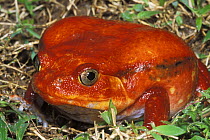 Tomato frog (Dyscophus antongilli), Maroansetra area, Madagascar