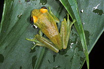 Endemic frog (Mantidactylus liber) in rainforest, Andasibe Mantadia NP, Madagascar