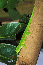 Giant day gecko lizard (Phelsuma madagascariensis grandi) resting on tree trunk in tropical dry forest, Madagascar