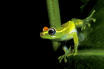 Endemic frog (Mantidactylus liber) at night in rainforest, Andasibe Mantadia NP, Madagascar