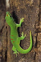 Giant day gecko lizard (Phelsuma madagascariensis grandi) resting on tree trunk in tropical dry forest, Madagascar