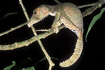 Leaf tailed gecko (Uroplatus fimbriatus) at night, tropical rainforest, Montagne d'Ambre NP, Madagascar