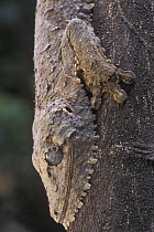 Leaf tailed gecko (Uroplatus fimbriatus) resting on tree trunk during day, tropical forest, Madagascar