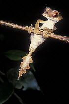 Leaf tailed gecko (Uroplatus finiavana) at night, tropical rainforest, Montagne d'Ambre NP, Madagascar