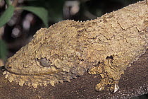Leaf tailed gecko (Uroplatus fimbriatus) resting on branch during day, tropical forest, Madagascar