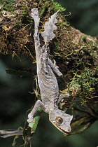 Leaf tailed gecko (Uroplatus finiavana) climbing down from branch in tropical rainforest, Montagne d'Ambre NP, Madagascar