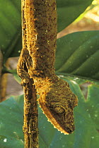 Leaf tailed gecko (Uroplatus fimbriatus) in tropical rainforest, Nosy Mangabe NP, Madagascar