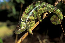 Male Panther chameleon (Chamaeleo / Furcifer pardalis) on branch in tropical dry forest, Madagascar