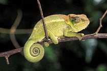 Short-horned / Elephant-eared chameleon (Calumma brevicornis), tropical rainforest, Montagne d'Ambre NP, Madagascar