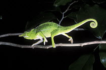 Petter's Chameleon (Furcifer petteri / Chamaeleo willsi petteri) walking along branch, Ankarana Special Reserve, Madagascar