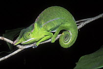 Petter's Chameleon (Furcifer petteri / Chamaeleo willsi petteri) on branch, Ankarana Special Reserve, Madagascar