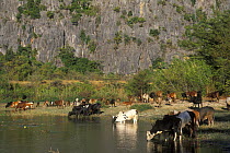 Zebu cattle  (Bos indicus) drinking in Ankarana massif, Ankarana Special Reserve, Madagascar