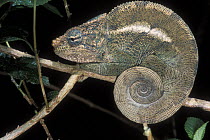O'Shaughnessy's Chameleon (Calumma oshaughnessy) at night, tropical rainforest, Montagne d'Ambre NP, Madagascar