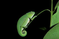 Short-nosed / Perinet chameleon (Calumma gastrotaenia) at night, tropical rainforest, Andasibe Mantadia NP, Madagascar