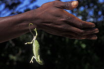 Small Chameleon hanging from a persons arm with one leg, South Madagascar
