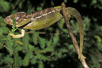 Panther chameleon (Chamaeleo / Furcifer pardalis) clinging on to twig with its tail as it stretches across a gap, in tropical dry forest, Madagascar