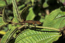 Chameleon {Chamaeleo / Calumma nasutus} walking along stem, tropical rainforest, Andasibe Mantadia NP, Madagascar