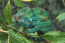 Male Parson's Chameleon (Chamaeleo parsonii cristifer), tropical rainforest, Andasibe Mantadia NP, Madagascar
