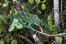 Male Parson's Chameleon (Chamaeleo parsonii cristifer) with tongue extended catching insect prey, tropical rainforest, Andasibe Mantadia NP, Madagascar