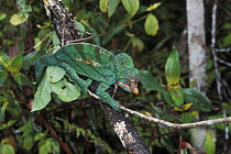 Male Parson's Chameleon (Chamaeleo parsonii cristifer) with tongue extruded about to catch insect prey, tropical rainforest, Andasibe Mantadia NP, Madagascar