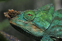 Male Parson's Chameleon (Chamaeleo parsonii cristifer), tropical rainforest, Andasibe Mantadia NP, Madagascar
