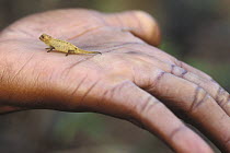 Peyrieras' pygmy / dwarf Chameleon (Brookesia peyrierasi) in the palm of a hand, tropical rainforest, Montagne d'Ambre NP, Madagascar