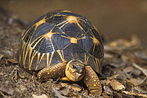 Radiated tortoise (Geochelone radiata) in tropical dry forest, Madagascar