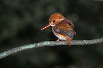 Pygmy Kingfisher (Ceyx / Ispidina madagascariensis) perched on branch, tropical dry forest, Bemahara NP, Madagascar