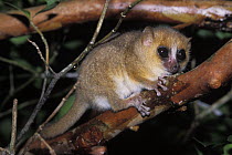 Lesser mouse lemur (Microcebus murinus) on branch at night, tropical dry forest, Madagascar