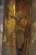 Northern Sportive Lemur (Lepilemur septentrionalis) in a hollow tree trunk, Ankarana special reserve, Madagascar