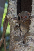 Northern Sportive Lemur (Lepilemur septentrionalis) in hollow tree trunk, Ankarana special reserve, Madagascar