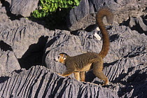 Male Crowned lemur (Eulemur coronatus) on limestone karst, Ankarana Special Reserve, Madagascar