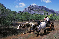 Zebu cattle pulling a cart with people sitting on it along a trail inside Ankarana Special Reserve, Madagascar