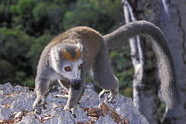 Female Crowned lemur (Eulemur coronatus) on limestone karst, Ankarana Special Reserve, Madagascar