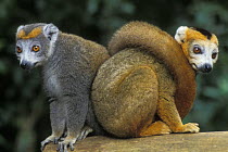Two Crowned lemurs (Eulemur coronatus) tropical rainforest, Montagne dAmbre NP, Madagascar