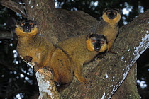 Three male Collared brown lemurs (Eulemur fulvus collaris) in tree, Nahampoana reserve, Madagascar South