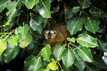 Brown lemur (Eulemur fulvus) in banyan tree looking out through leaves, South Madagascar